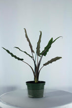 Load image into Gallery viewer, Alocasia Lauterbachiana 8"