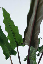 Load image into Gallery viewer, Alocasia Lauterbachiana 8"