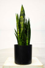 Load image into Gallery viewer, Sansevieria - Black Coral 3 Gallons [Rental]