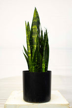 Load image into Gallery viewer, Sansevieria - Black Coral 3 Gallons