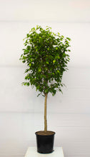 Load image into Gallery viewer, Ficus Tree Benjamina - Standard 7 Gallon [RENTAL]