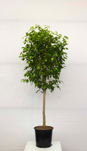 Ficus Tree Benjamina - Standard 7 Gallon
