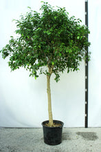Load image into Gallery viewer, Ficus Tree, Benjamina Standard - 15 Gallon