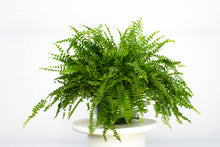 Load image into Gallery viewer, Boston Fern 2'