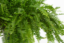 Load image into Gallery viewer, Boston Fern 2'