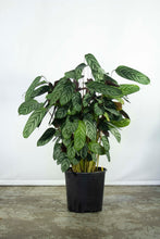 Load image into Gallery viewer, Calathea Exotica 3 Gallon