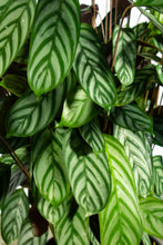 Load image into Gallery viewer, Calathea Exotica 3 Gallon