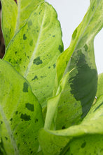 Load image into Gallery viewer, Dieffenbachia 'Camouflage' 10" pot