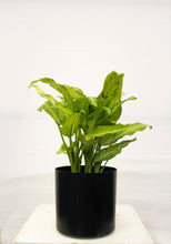 Load image into Gallery viewer, Dieffenbachia 'Camouflage' 10" pot