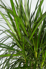 Load image into Gallery viewer, Dracaena Marginata Braided 3 Gallon