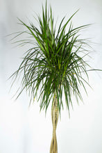 Load image into Gallery viewer, Dracaena Marginata Braided 3 Gallon