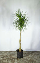 Load image into Gallery viewer, Dracaena Marginata Braided 3 Gallon