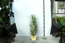 Load image into Gallery viewer, Dracaena Marginata Multistalk
