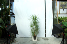 Load image into Gallery viewer, Dracaena Marginata Multistalk