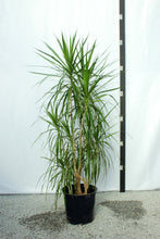 Load image into Gallery viewer, Dracaena Marginata Multistalk