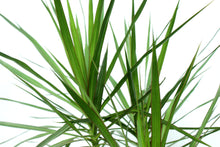 Load image into Gallery viewer, Dracaena Marginata Multistalk