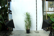 Load image into Gallery viewer, Dracaena Marginata Multistalk