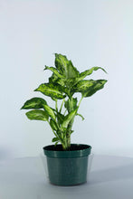 Load image into Gallery viewer, Dieffenbachia Amy 6"