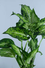 Load image into Gallery viewer, Dieffenbachia Amy 6"