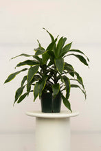 Load image into Gallery viewer, Dracena Carmen 3 Gallon