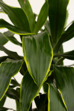 Load image into Gallery viewer, Dracena Carmen 3 Gallon