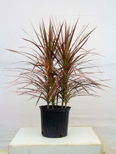 Load image into Gallery viewer, Dracena Tricolor Multistock 3 Gallon