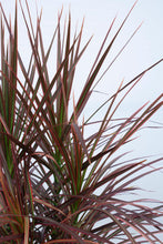 Load image into Gallery viewer, Dracena Tricolor Multistock 3 Gallon