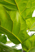 Load image into Gallery viewer, Fiddle Leaf Fig - 7 gallon [Rental]