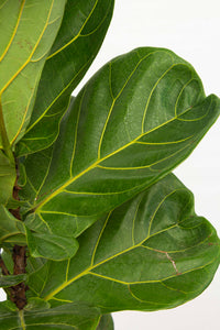 Fiddle Leaf Fig - 7 gallon