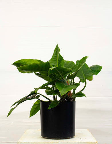 Philodendron Congo - Green 3 Gallon [Rental]