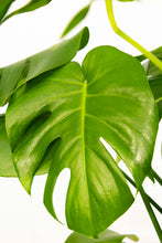 Load image into Gallery viewer, Monsterra Deliciosa - 7 Gallon