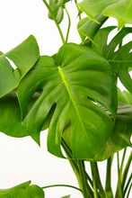 Load image into Gallery viewer, Monsterra Deliciosa - 7 Gallon