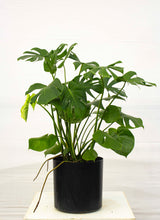 Load image into Gallery viewer, Monsterra Deliciosa - 7 Gallon