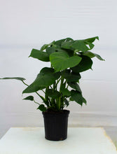 Load image into Gallery viewer, Monsterra Deliciosa - 1 Gallon