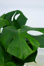 Load image into Gallery viewer, Monsterra Deliciosa - 1 Gallon