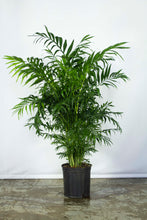 Load image into Gallery viewer, Neanthe Bella Palm 3 Gallon