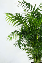 Load image into Gallery viewer, Neanthe Bella Palm 3 Gallon
