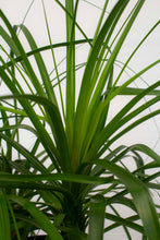 Load image into Gallery viewer, Ponytail Palm 3 Gallon [RENTAL]