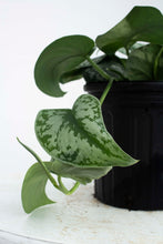 Load image into Gallery viewer, Satin Pothos 'Syndapsis'