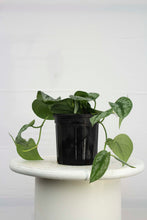 Load image into Gallery viewer, Satin Pothos 'Syndapsis'