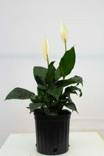 Load image into Gallery viewer, Peace Lily - 3 Gallons [Rental]