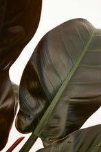 Load image into Gallery viewer, Philodendron Congo - Red 3 Gallon