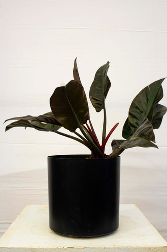 Philodendron Congo - Red 3 Gallon [Rental]