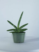 Load image into Gallery viewer, Sansevieria Cylindrica Star 6"