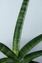 Load image into Gallery viewer, Sansevieria Cylindrica Star 6"