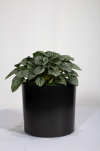 Load image into Gallery viewer, Peperomia Ginny 'Frost' 6"
