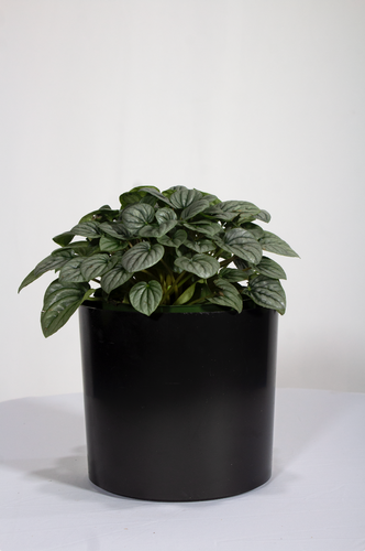 Peperomia Ginny 'Frost' 6