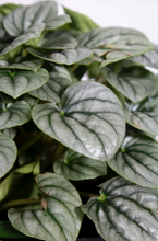 Load image into Gallery viewer, Peperomia Ginny 'Frost' 6"