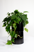 Load image into Gallery viewer, 6" Philodendron Cordatum