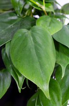 Load image into Gallery viewer, 6" Philodendron Cordatum